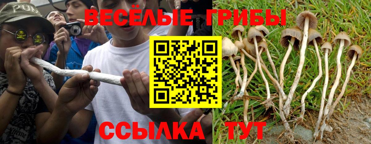 Галлюциногенные грибы Psilocybe Сатка